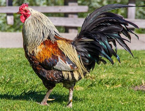 olive egger rooster temperament.